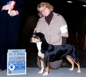 Second Entlebucher Champion, Montana