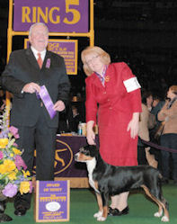 Entlebucher Giggle earns an Award of Merit at Westminster 2012