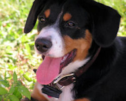 Blue Jay Entlebucher Ginger