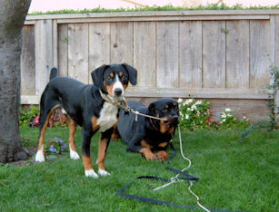 Blue Jay Entlebucher Mountain Dog
