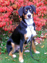 Henry from Blue Jay Ently's