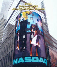 Entlebucher Hoss on the Jumbo Tron in Madison Square Gardens