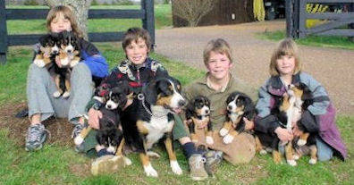 puppies Entlebucher Bello sired with Entlebucher Tellie