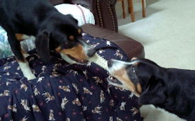 Two Entlys playing tug with a NylaBone