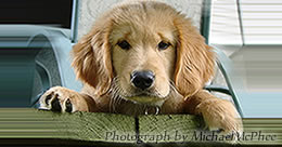 Describe the photo or the page it links to