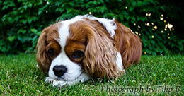 Describe the photo or the page it links to