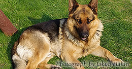 Describe the photo or the page it links to